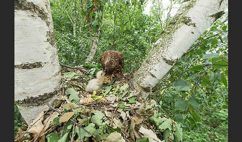 Wespenbussard (Pernis apivorus)