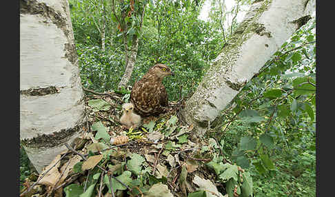 Wespenbussard (Pernis apivorus)