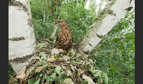 Wespenbussard (Pernis apivorus)