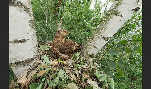 Wespenbussard (Pernis apivorus)