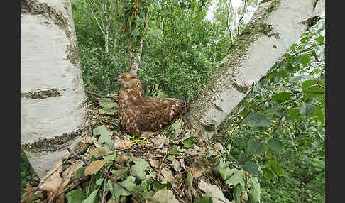 Wespenbussard (Pernis apivorus)