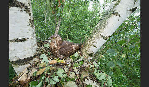 Wespenbussard (Pernis apivorus)