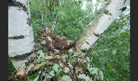 Wespenbussard (Pernis apivorus)