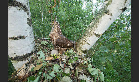 Wespenbussard (Pernis apivorus)