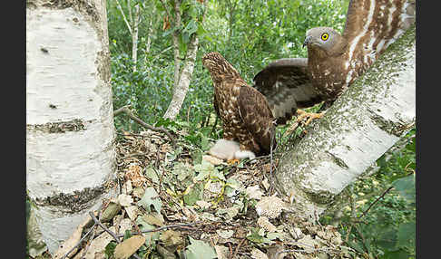 Wespenbussard (Pernis apivorus)