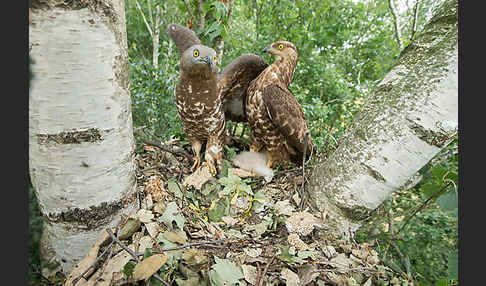 Wespenbussard (Pernis apivorus)