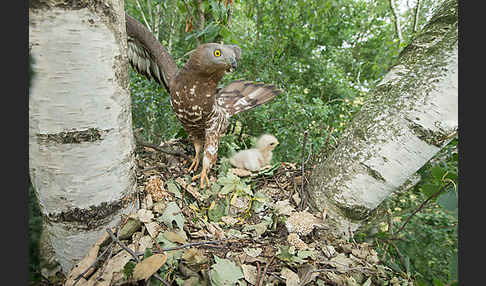 Wespenbussard (Pernis apivorus)