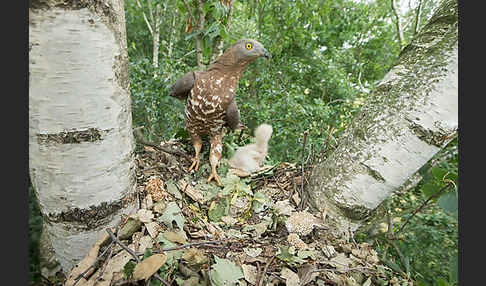 Wespenbussard (Pernis apivorus)