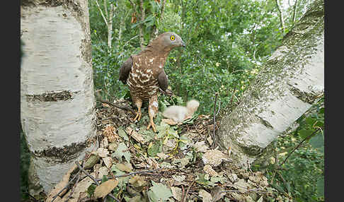 Wespenbussard (Pernis apivorus)