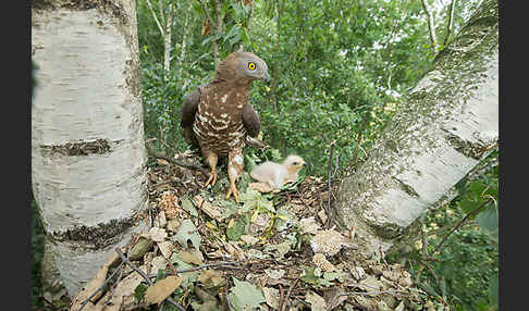 Wespenbussard (Pernis apivorus)