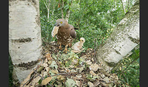 Wespenbussard (Pernis apivorus)