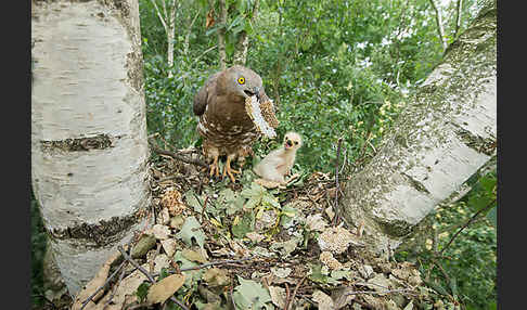 Wespenbussard (Pernis apivorus)