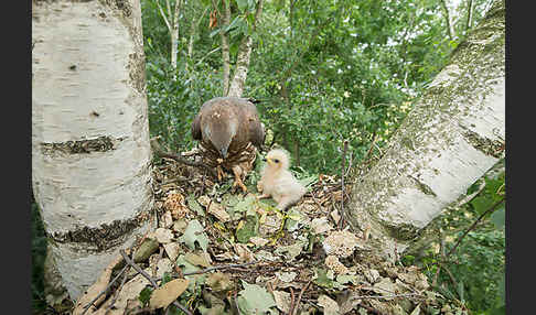 Wespenbussard (Pernis apivorus)