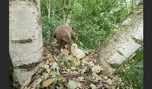 Wespenbussard (Pernis apivorus)