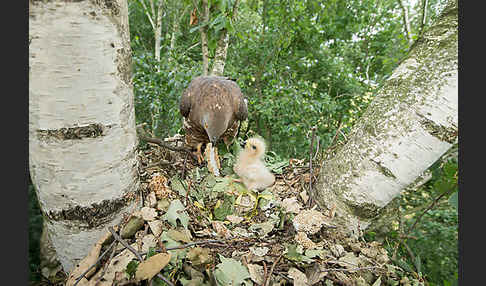 Wespenbussard (Pernis apivorus)