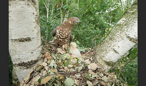 Wespenbussard (Pernis apivorus)