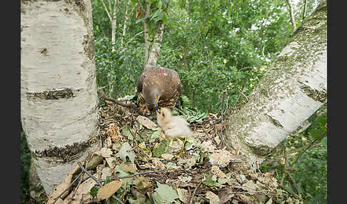 Wespenbussard (Pernis apivorus)