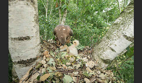 Wespenbussard (Pernis apivorus)