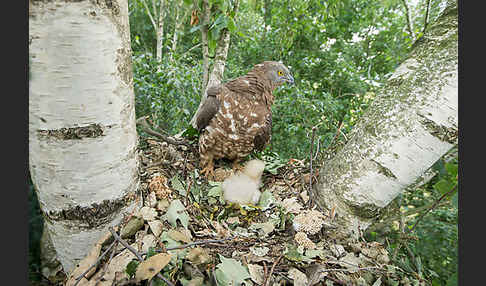 Wespenbussard (Pernis apivorus)