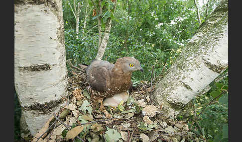 Wespenbussard (Pernis apivorus)