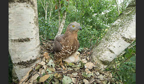 Wespenbussard (Pernis apivorus)