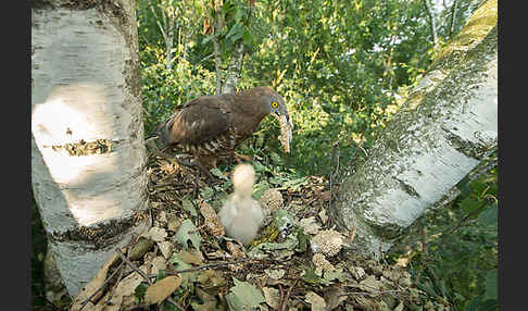 Wespenbussard (Pernis apivorus)