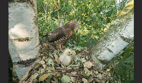 Wespenbussard (Pernis apivorus)