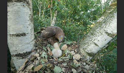 Wespenbussard (Pernis apivorus)