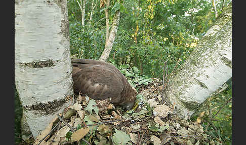 Wespenbussard (Pernis apivorus)