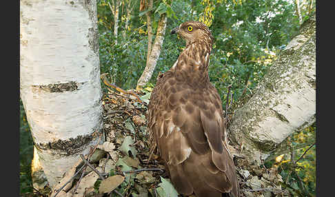 Wespenbussard (Pernis apivorus)