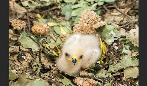 Wespenbussard (Pernis apivorus)