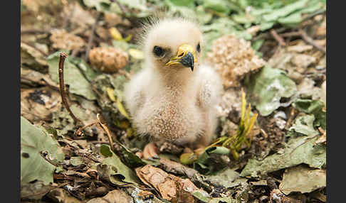 Wespenbussard (Pernis apivorus)