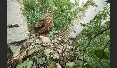 Wespenbussard (Pernis apivorus)