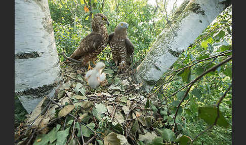 Wespenbussard (Pernis apivorus)