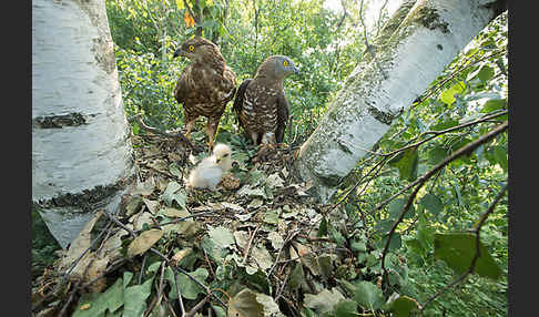 Wespenbussard (Pernis apivorus)