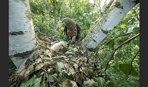 Wespenbussard (Pernis apivorus)