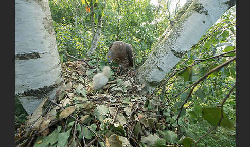 Wespenbussard (Pernis apivorus)