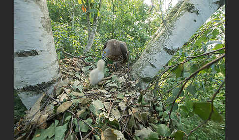 Wespenbussard (Pernis apivorus)