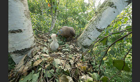 Wespenbussard (Pernis apivorus)