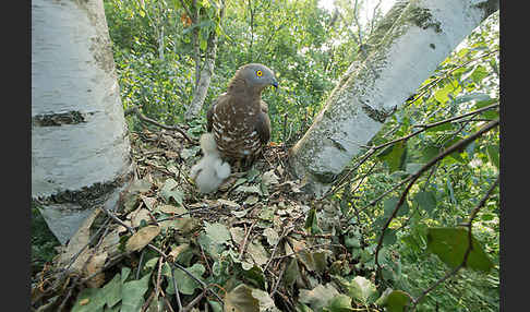 Wespenbussard (Pernis apivorus)