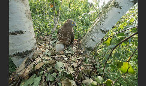 Wespenbussard (Pernis apivorus)