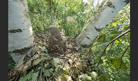 Wespenbussard (Pernis apivorus)