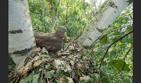 Wespenbussard (Pernis apivorus)