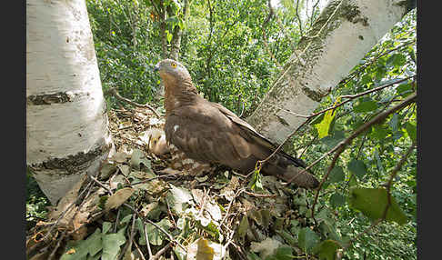 Wespenbussard (Pernis apivorus)