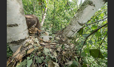 Wespenbussard (Pernis apivorus)