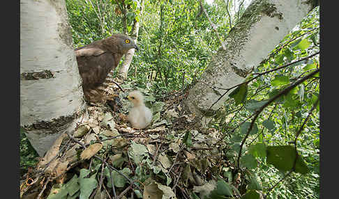 Wespenbussard (Pernis apivorus)