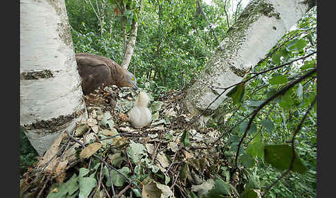 Wespenbussard (Pernis apivorus)