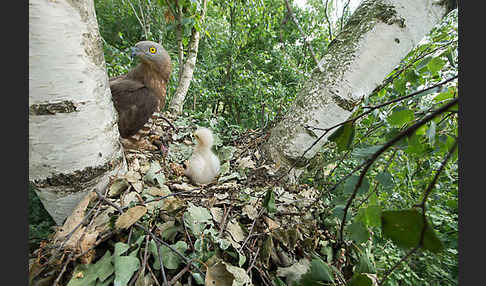 Wespenbussard (Pernis apivorus)