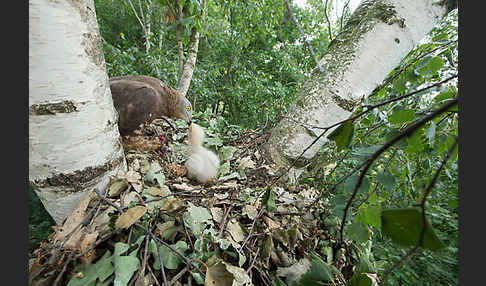 Wespenbussard (Pernis apivorus)