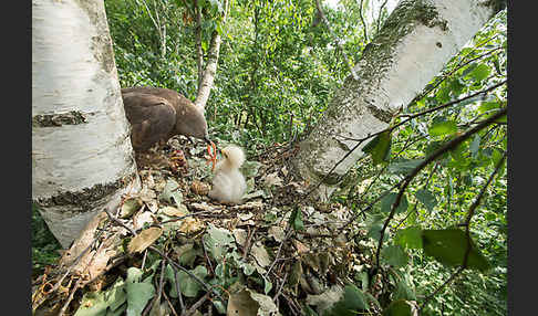 Wespenbussard (Pernis apivorus)